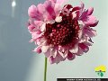 Scabiosa japonica Nana Biora